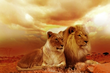 Mladi lavovi i lavice