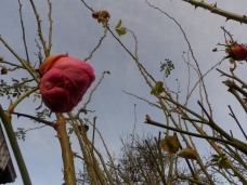 Kako je dobro biti jadan