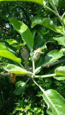 Od praznih grana do slatkih plodova